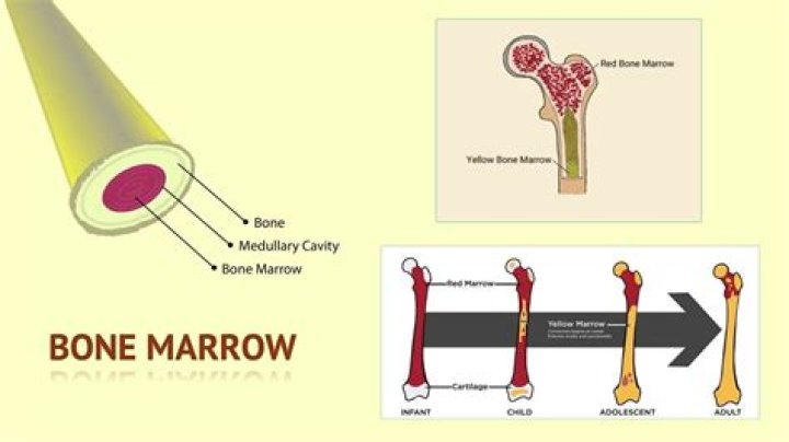 Does chicken have bone marrow?