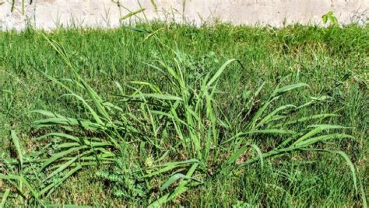 Does crabgrass die in fall?