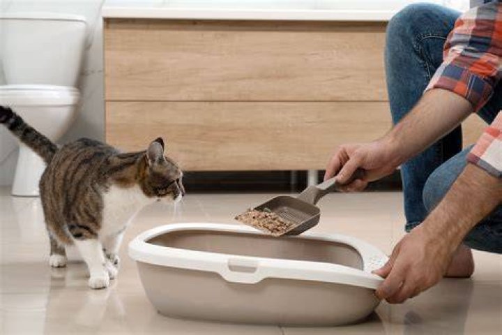 Does declawing cause litter box problems?