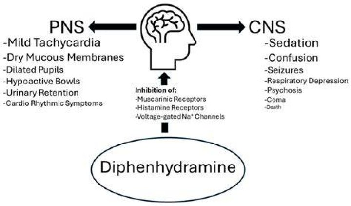 Does diphenhydramine make you hallucinate?