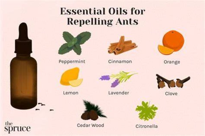 Does essential oil attract ants?
