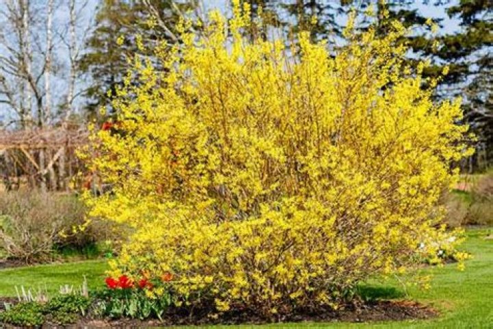 Does forsythia need full sun?