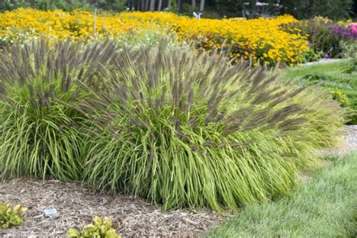 Does Fountain grass need full sun?