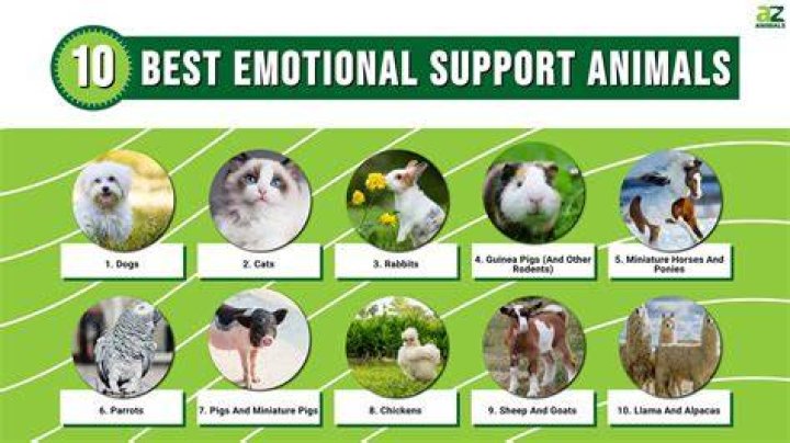 Does Frontier allow emotional support animals?