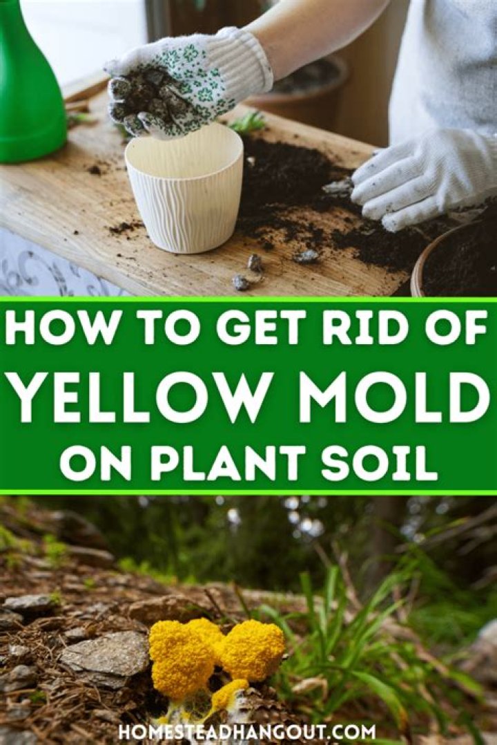 Does fungicide kill mold? | ContextResponse.com