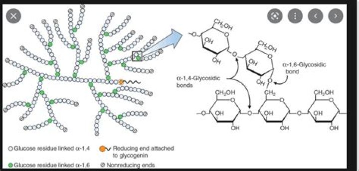 Does glycogen have a reducing end?