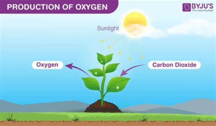 Does grass produce a lot of oxygen?