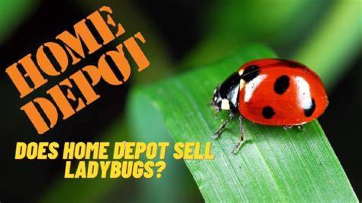 Does Home Depot sell live ladybugs?