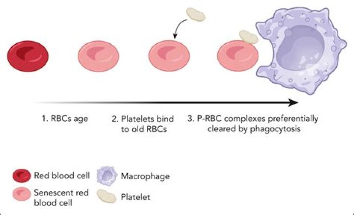 Does liver destroy red blood cells?