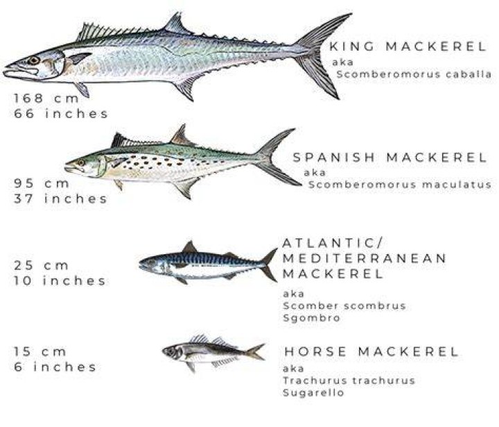 Does mackerel have high levels of mercury?