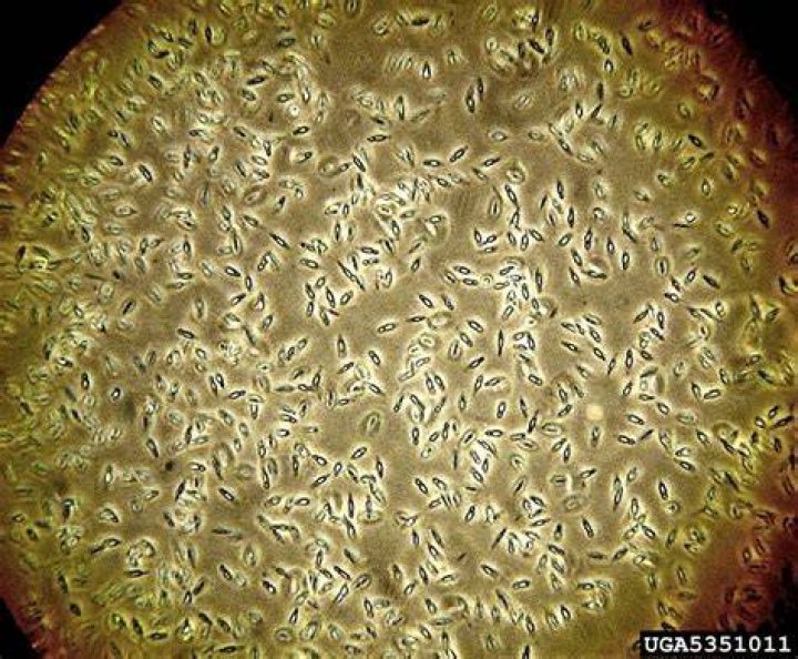 Does milky spore harm bees?