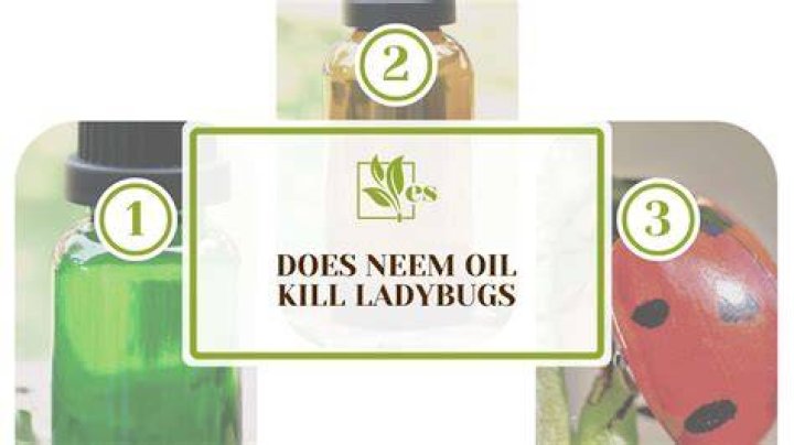 Does neem oil kill ladybugs?