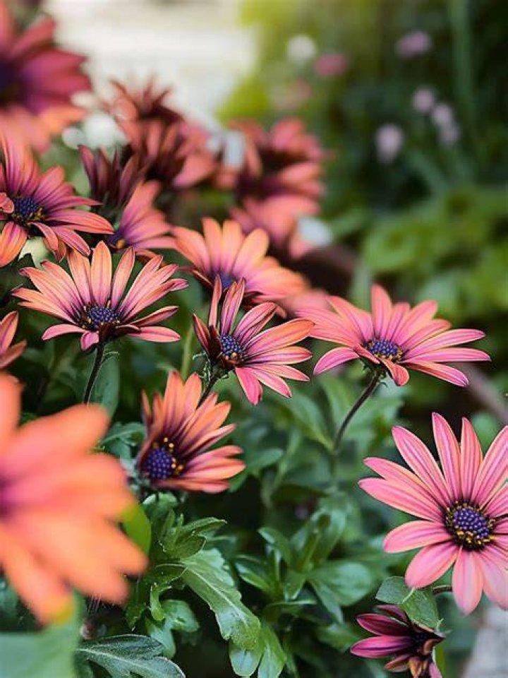 Does Osteospermum bloom all summer?