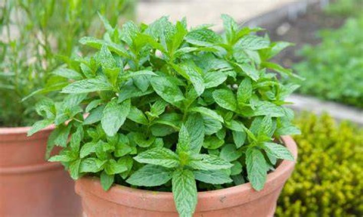 Does peppermint leaves keep mice away?
