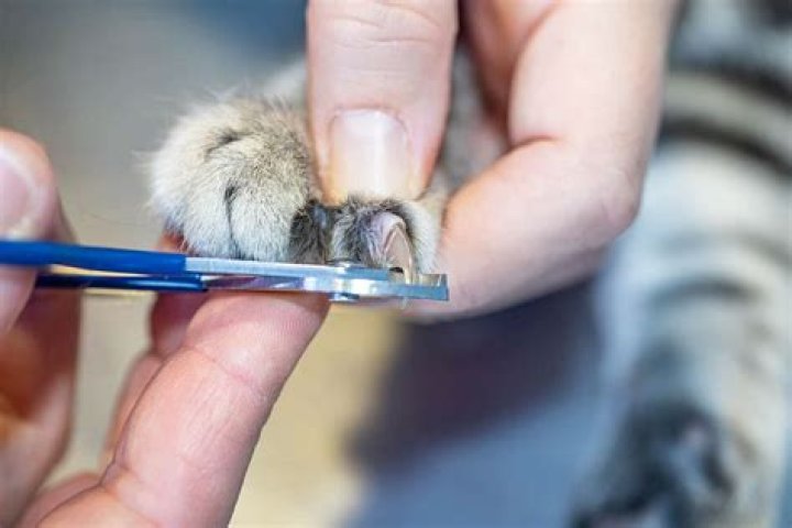 Does PetSmart trim cat nails?