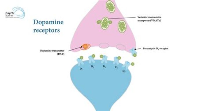 Does Rhodiola rosea increase dopamine?