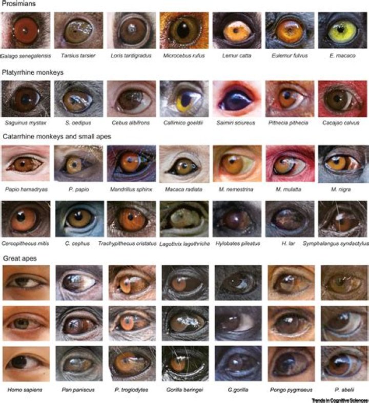 Does sclera change color with age?