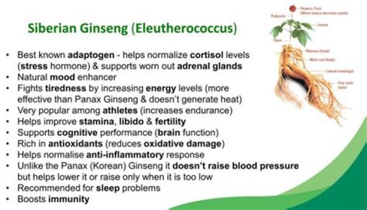 Does Siberian Ginseng lower blood pressure?