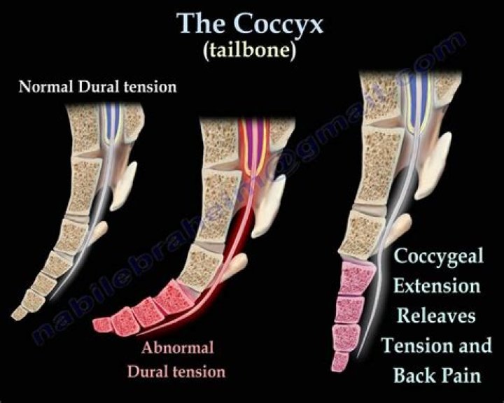 Does the coccyx move?