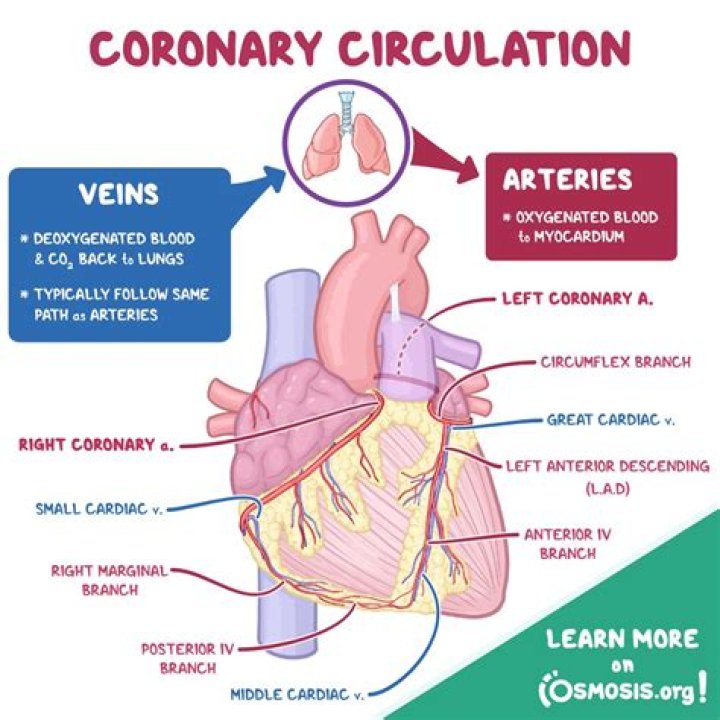 Does the myocardium receives its blood supply from the coronary arteries?