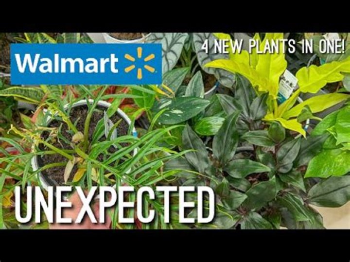 Does Walmart have indoor plants?