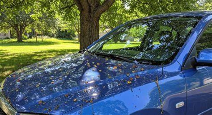 Does wax protect against tree sap?
