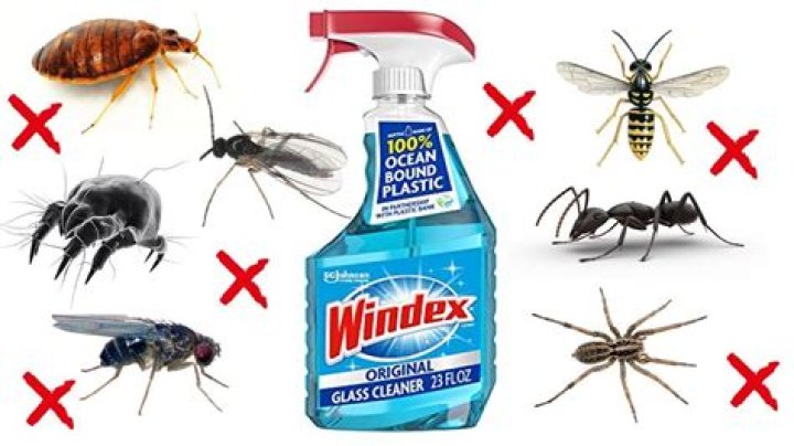 Does Windex kill scorpions? | ContextResponse.com