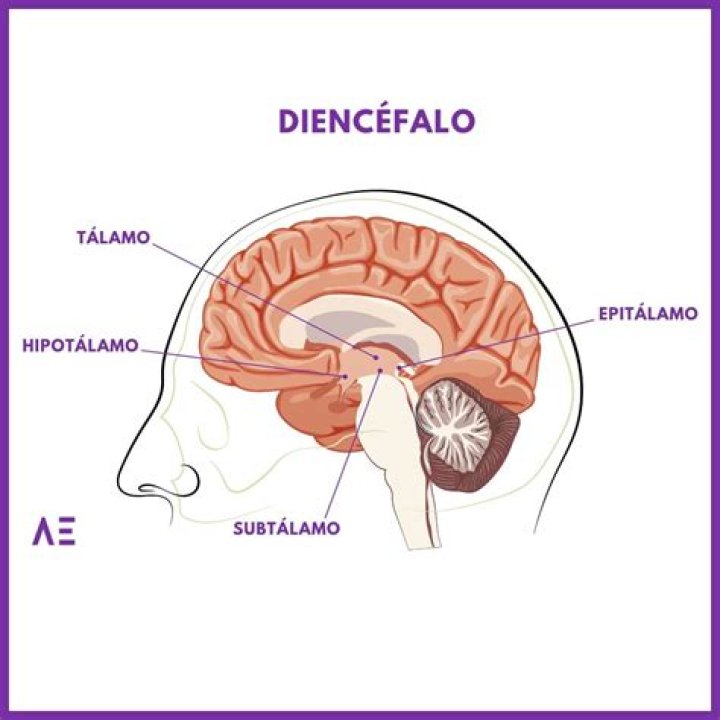 ¿Dónde se encuentra el tálamo?