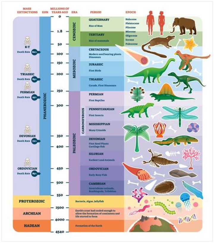 During which geologic period did bacteria first evolve on Earth?