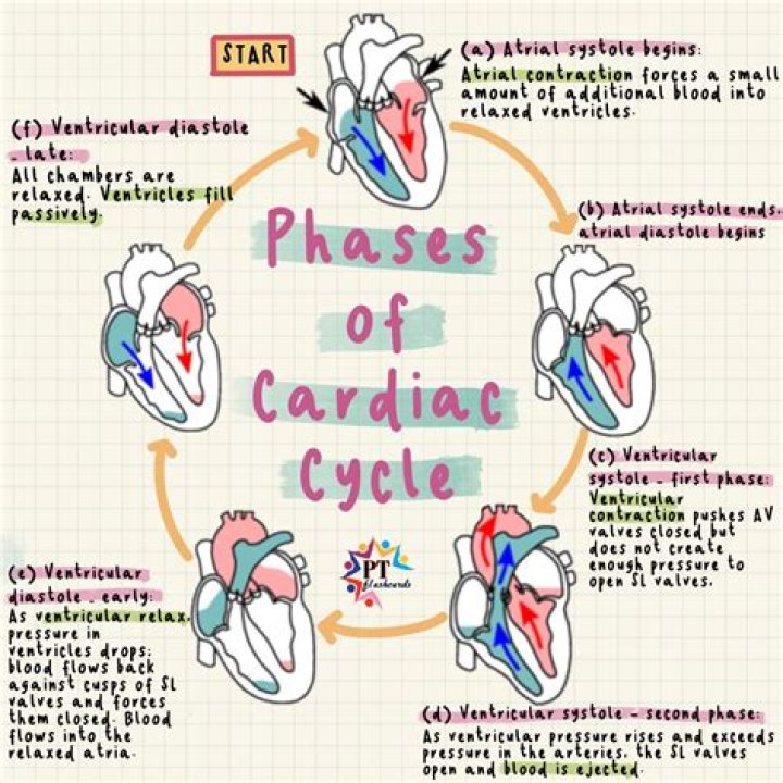 During which phase of the cardiac cycle does most coronary artery filling occur?