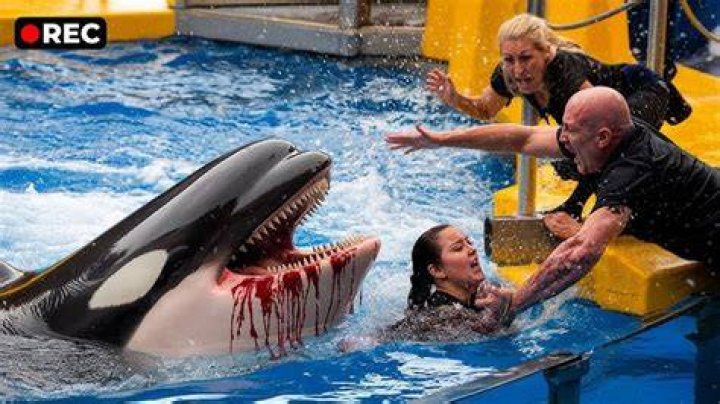 Has anyone ever been attacked by an orca?