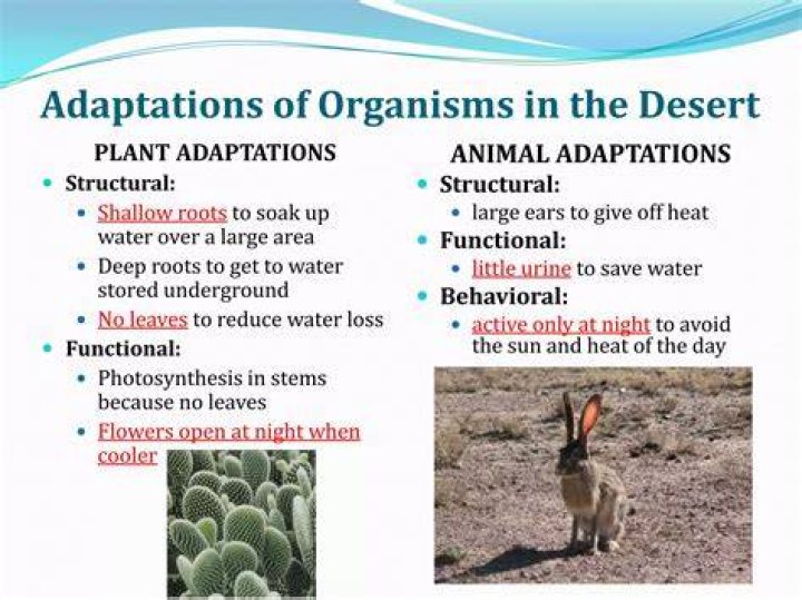 How a camel adapts to its environment?