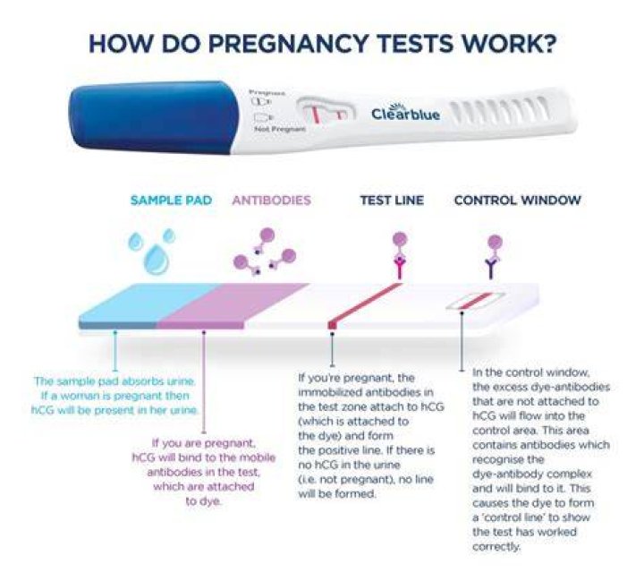 How accurate is the pregnancy test?