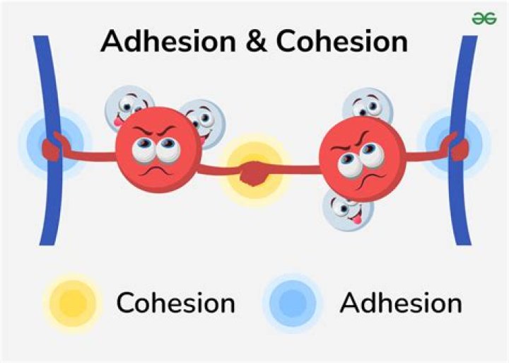 How are cohesion and adhesion related?