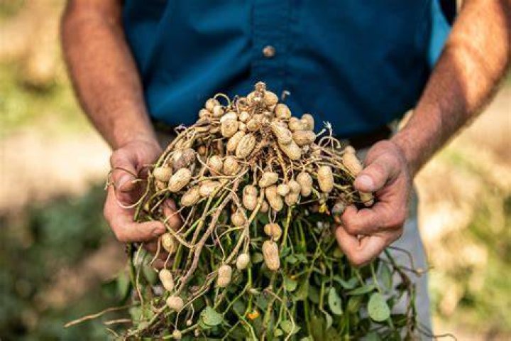 How are ground nuts grown?