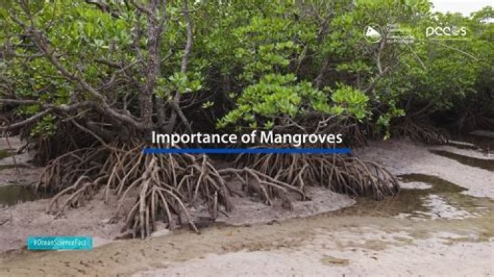 How are mangroves important? | ContextResponse.com