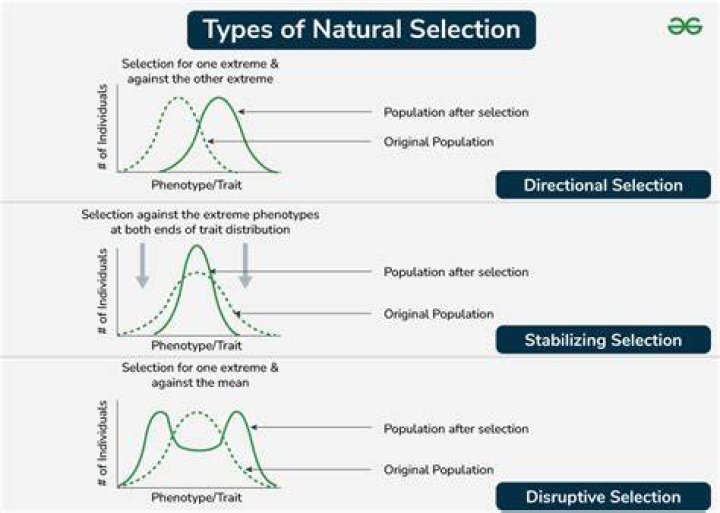 How are new species formed through natural selection?
