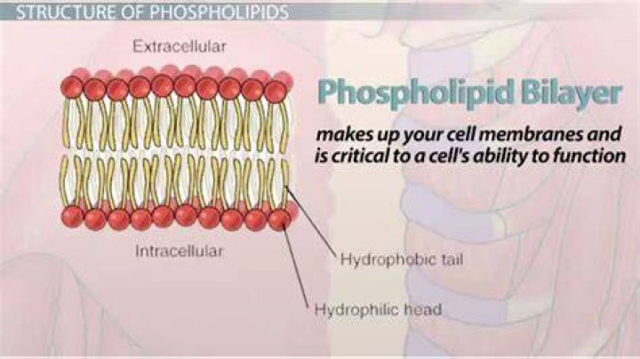 How are phospholipids used in the food industry?