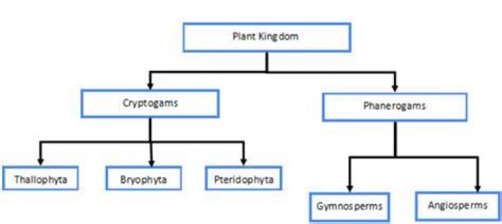 How are plant phyla divided?