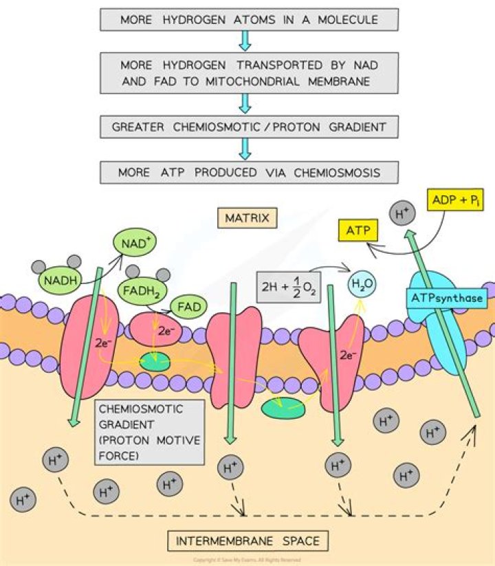 How are proteins used as a respiratory substrate?