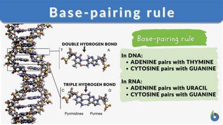 How are the base pairing rules related?