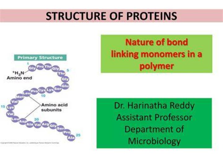 How are the monomers in proteins joined?