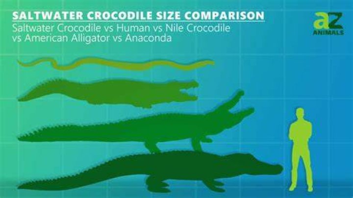 How big can an alligator grow?