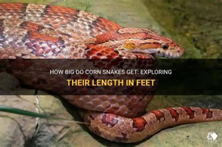 How big do corn snakes get in feet?