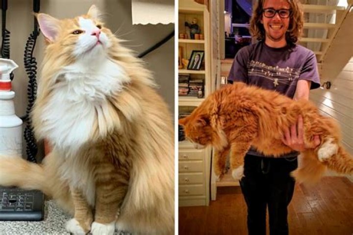 How big do Norwegian Forest cats get?