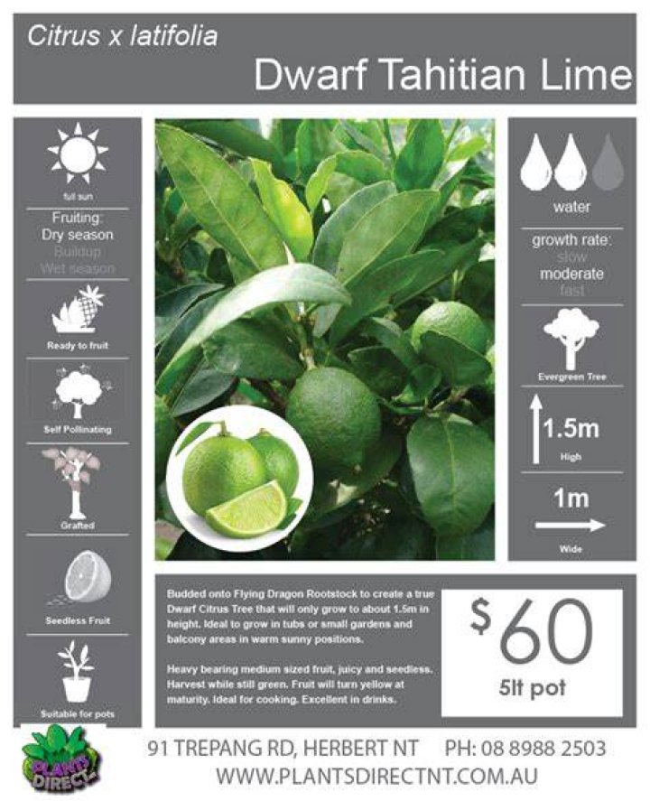 How big do Tahitian lime trees grow?