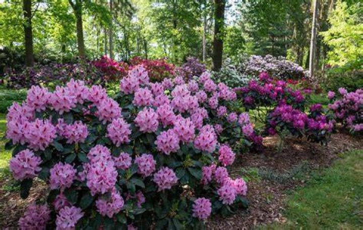 How big does a rhododendron grow?