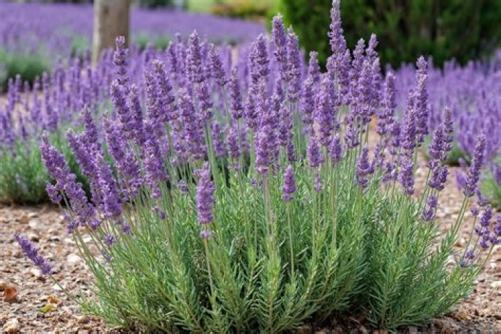 How big does lavender get?