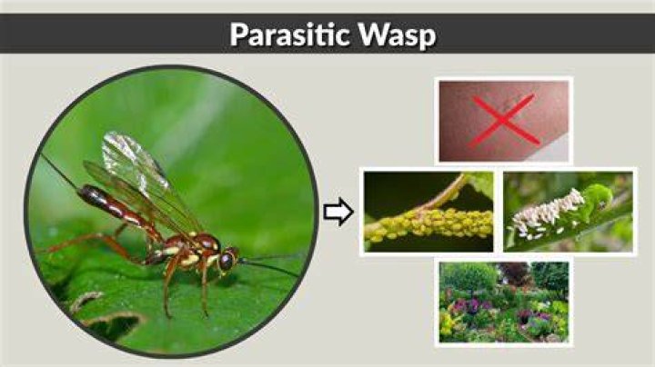 How big is a parasitic wasp?