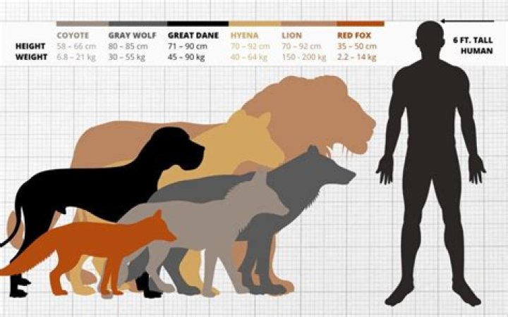 How big is a wolf dog?
